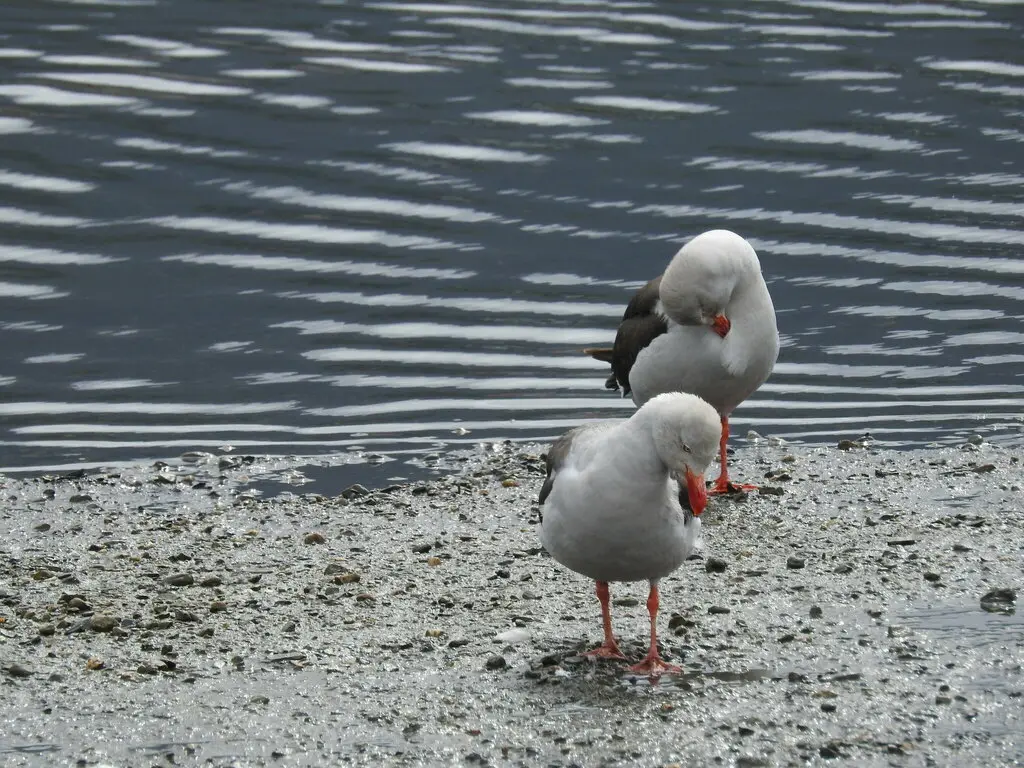 豚鸥(Leucophaeus scoresbii)