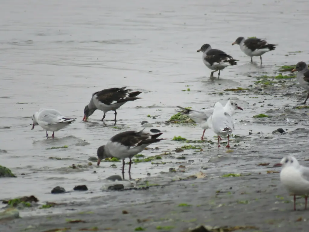 豚鸥(Leucophaeus scoresbii)