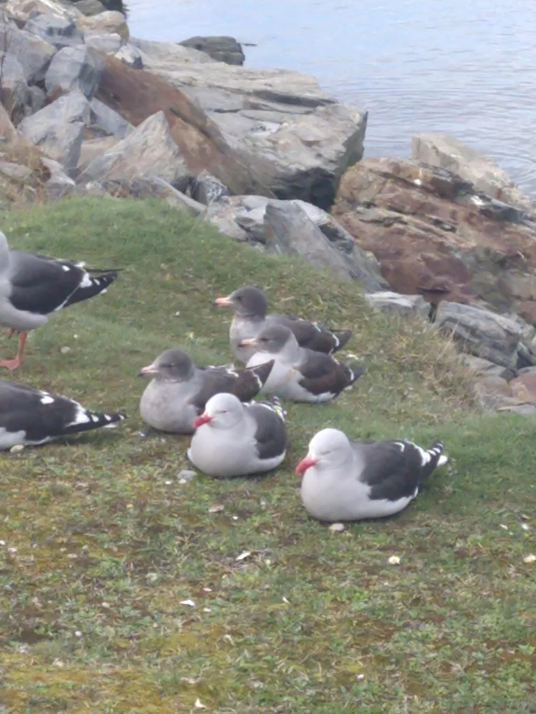 豚鸥(Leucophaeus scoresbii)