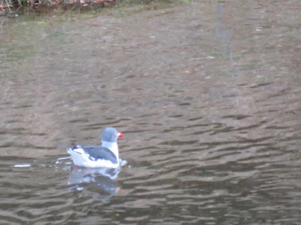豚鸥(Leucophaeus scoresbii)