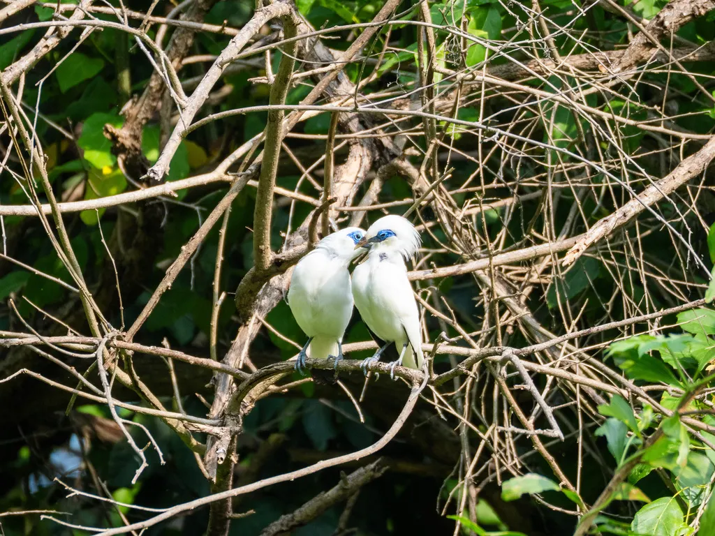 长冠八哥(Leucopsar rothschildi)