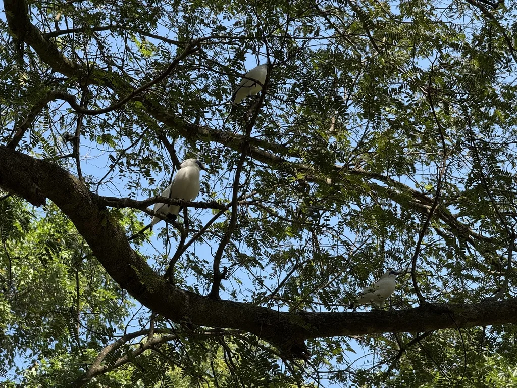 长冠八哥(Leucopsar rothschildi)