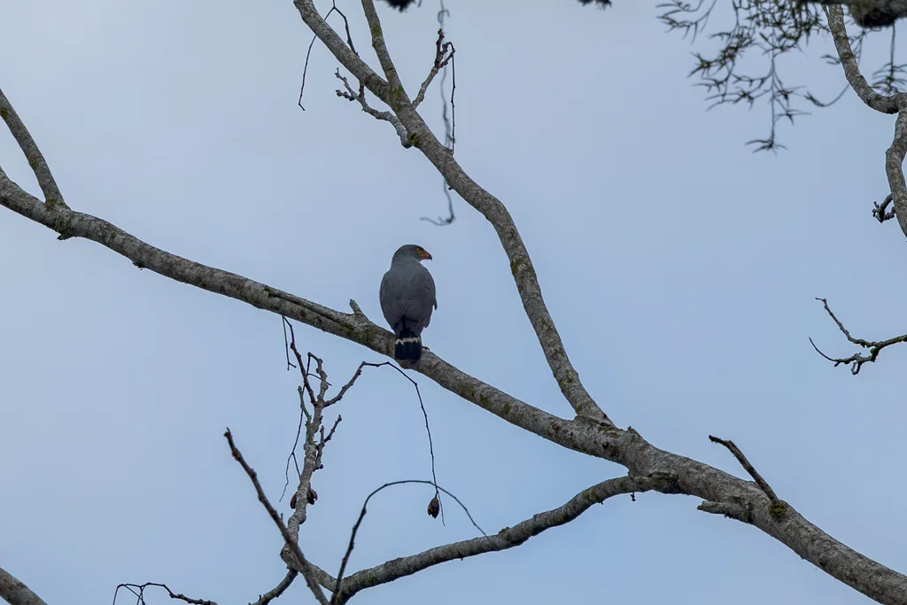 淡灰南美鵟（Leucopternis semiplumbeus）