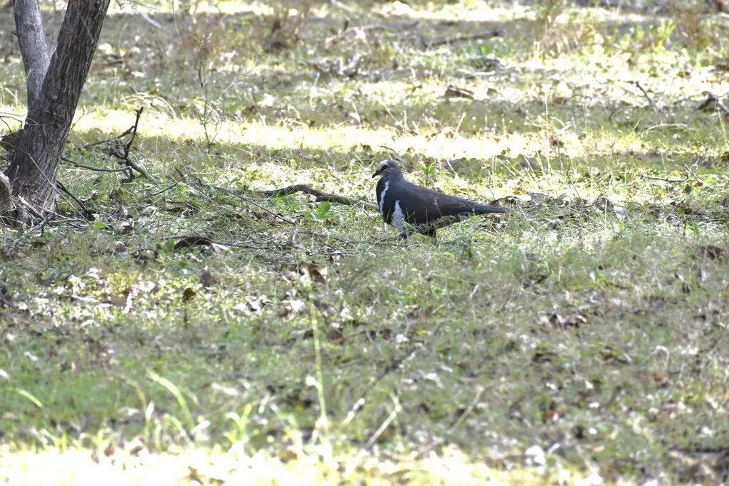 巨地鸠(Leucosarcia melanoleuca)