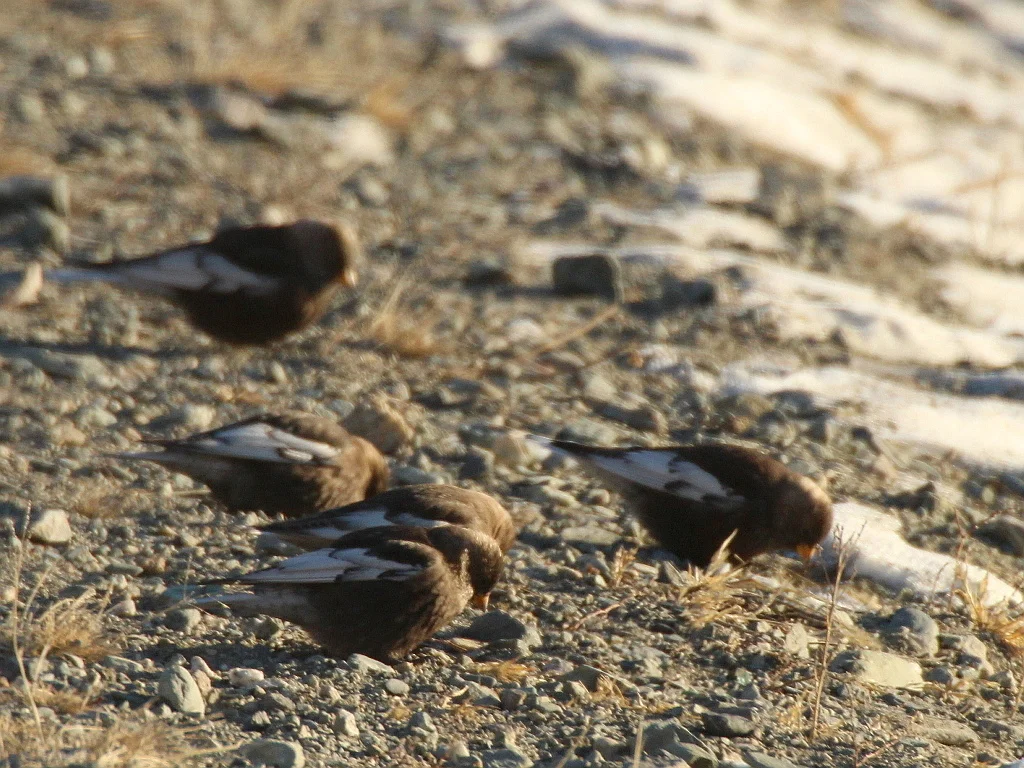 粉红腹岭雀(Leucosticte arctoa)