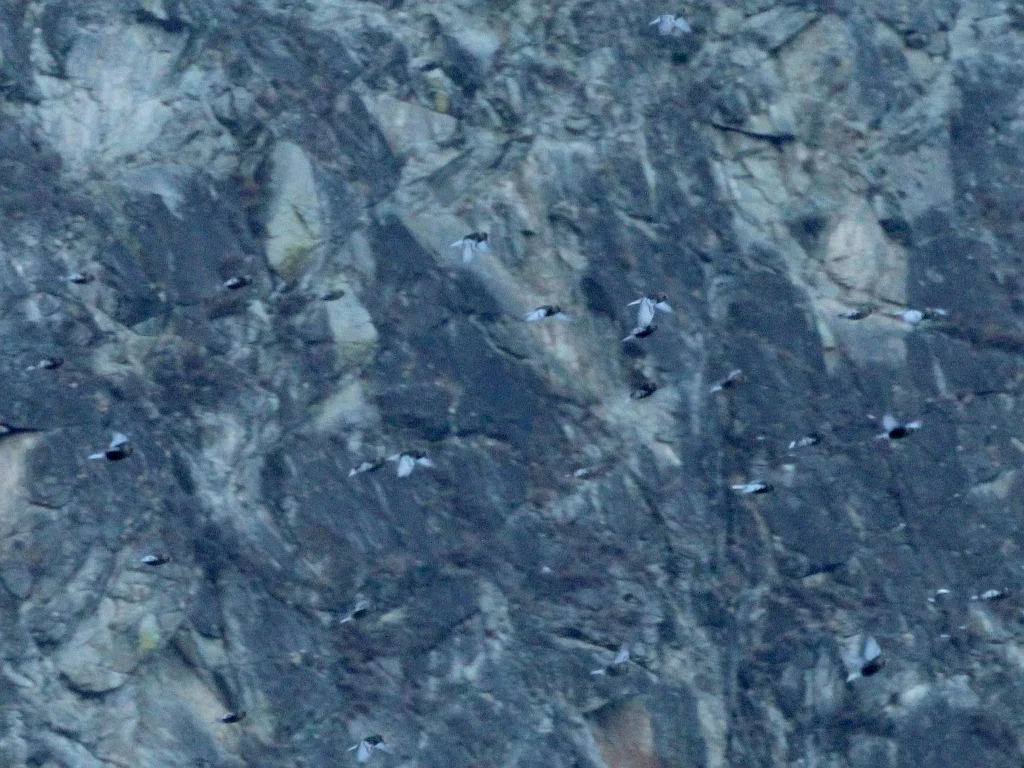 粉红腹岭雀(Leucosticte arctoa)