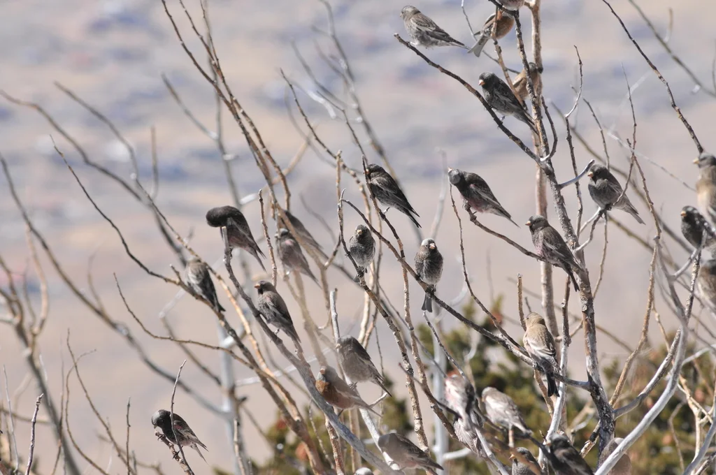 黑岭雀(Leucosticte atrata)
