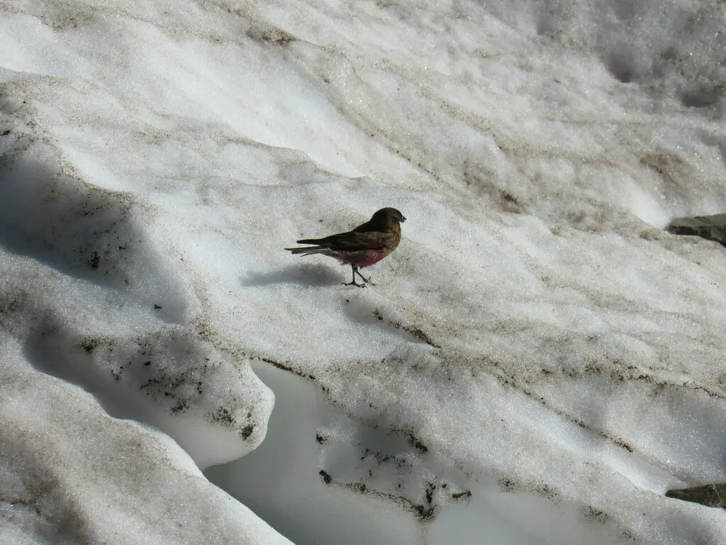 褐顶岭雀（Leucosticte australis）
