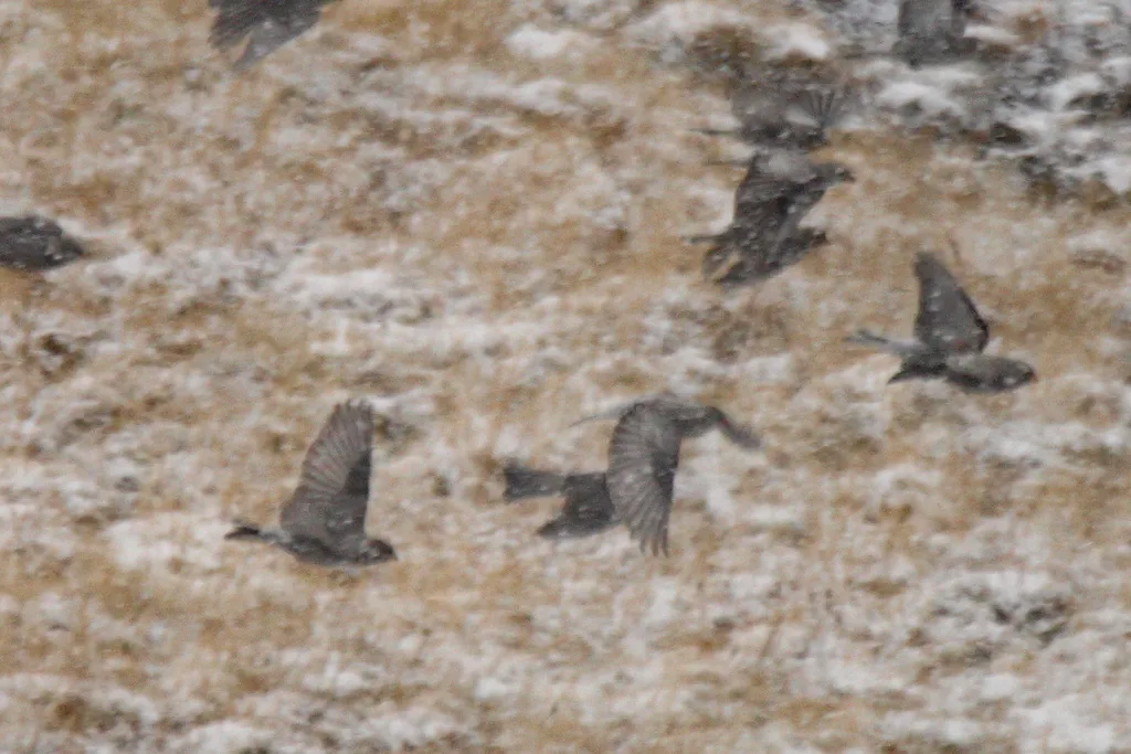 高山岭雀(Leucosticte brandti)