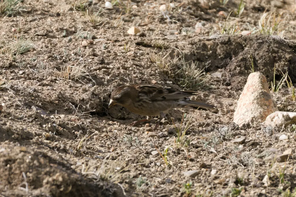 林岭雀(Leucosticte nemoricola)