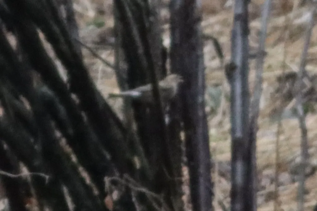 林岭雀(Leucosticte nemoricola)