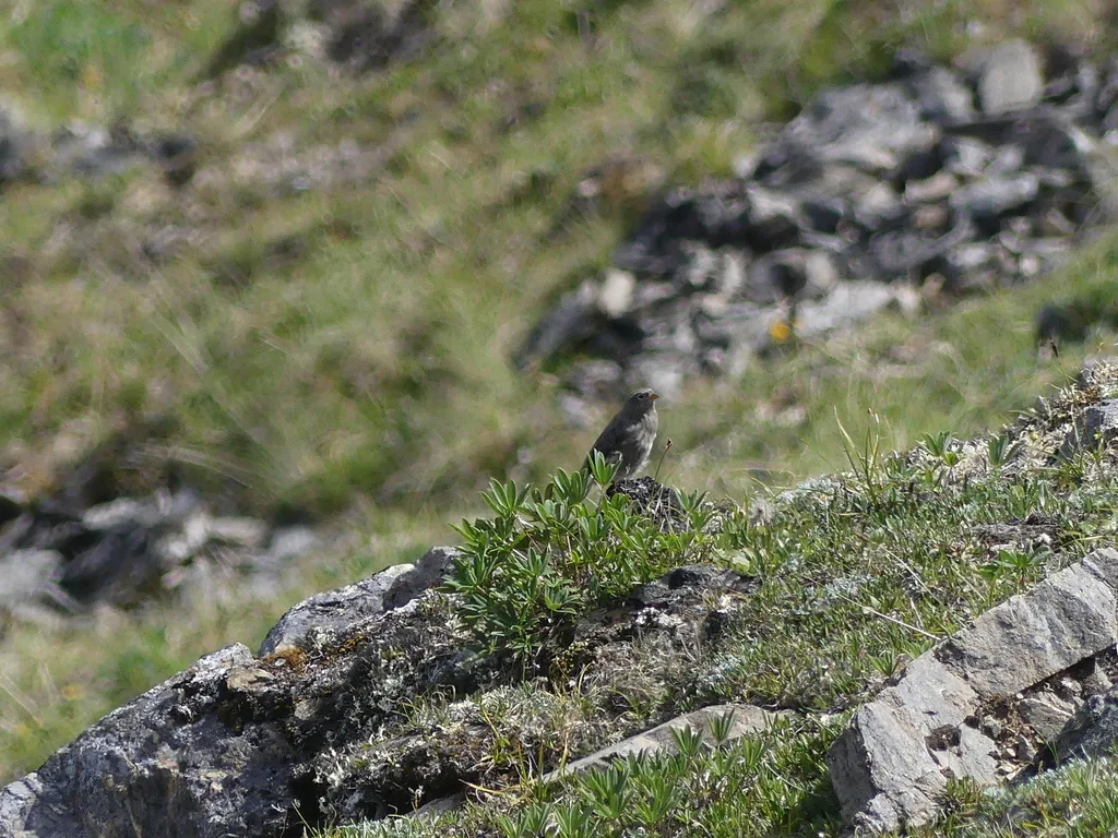 灰头岭雀(Leucosticte tephrocotis)