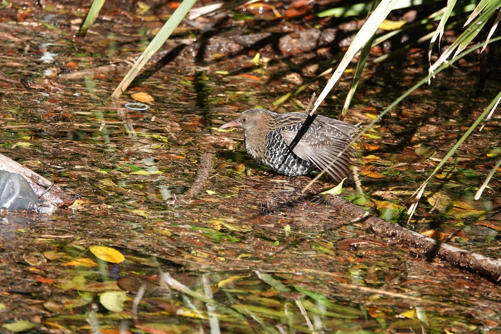 卢氏秧鸡(Lewinia pectoralis)