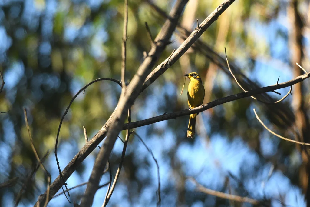 黄冠吸蜜鸟(Lichenostomus melanops)