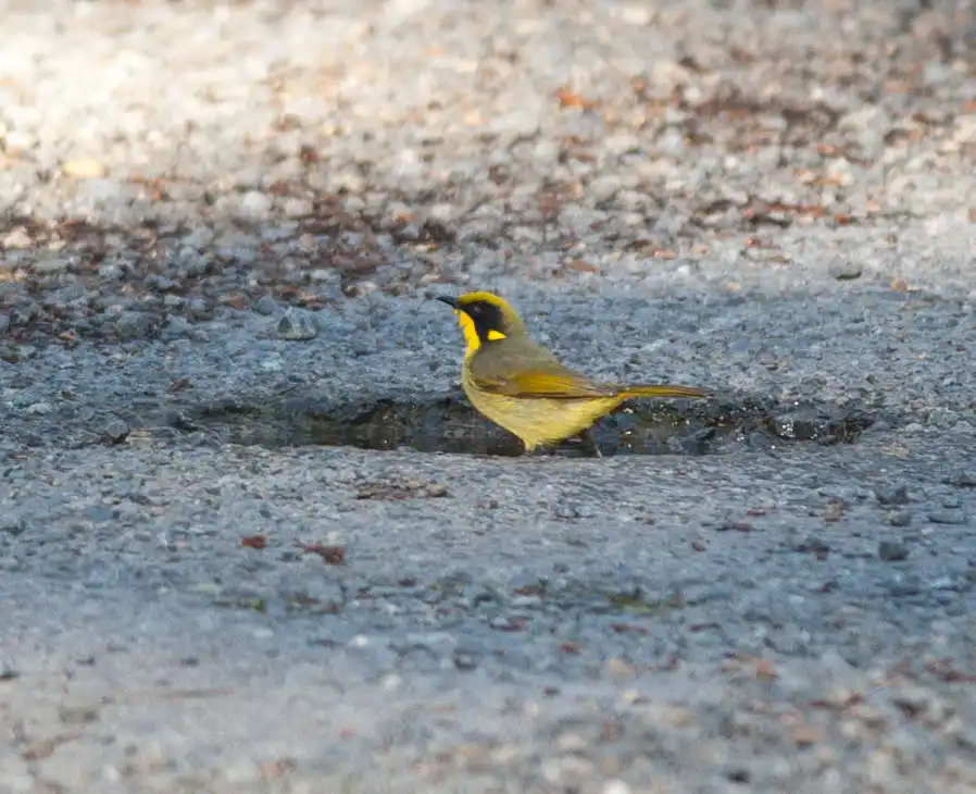 黄冠吸蜜鸟(Lichenostomus melanops)