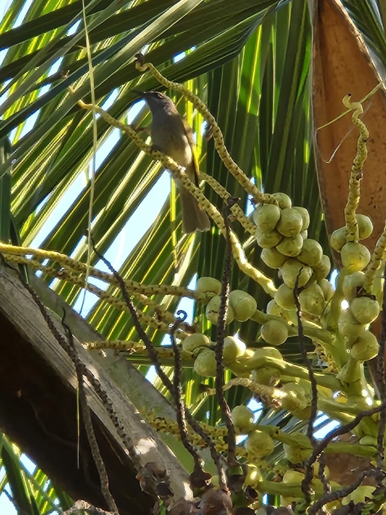 银耳岩吸蜜鸟(Lichmera incana)