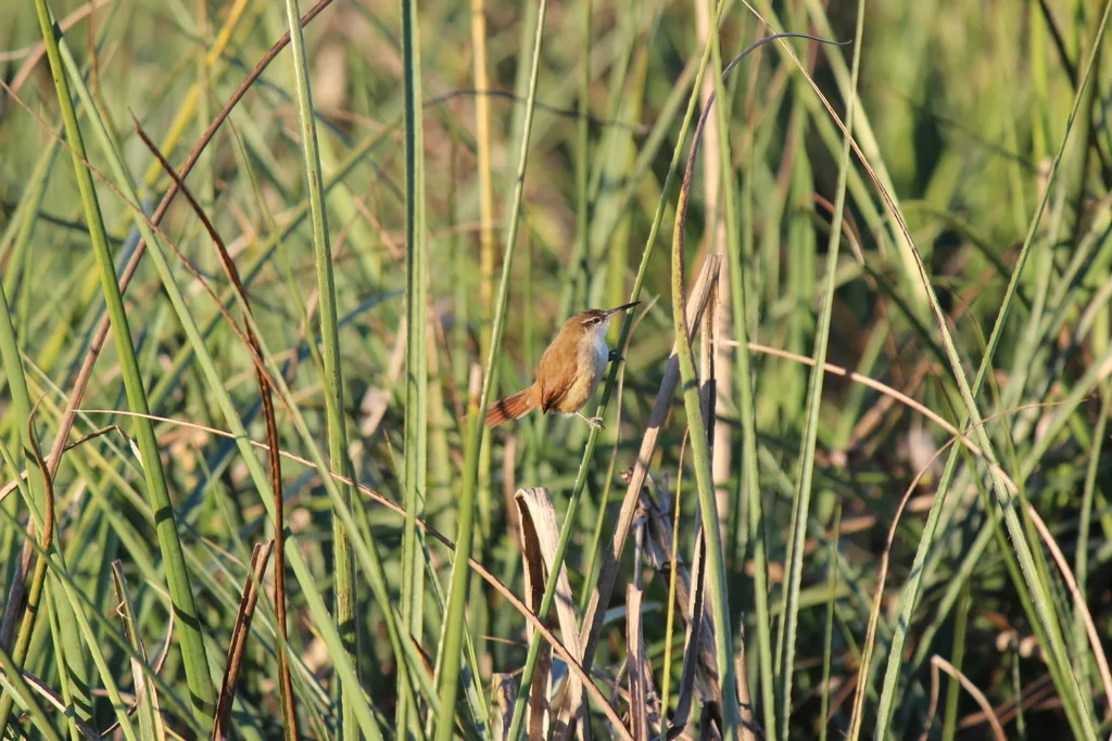 直嘴芦雀(Limnoctites rectirostris)