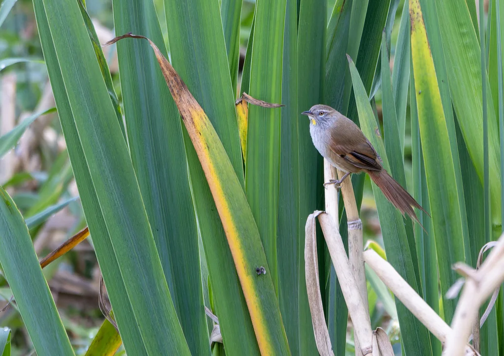 黄须针尾雀(Limnoctites sulphuriferus)