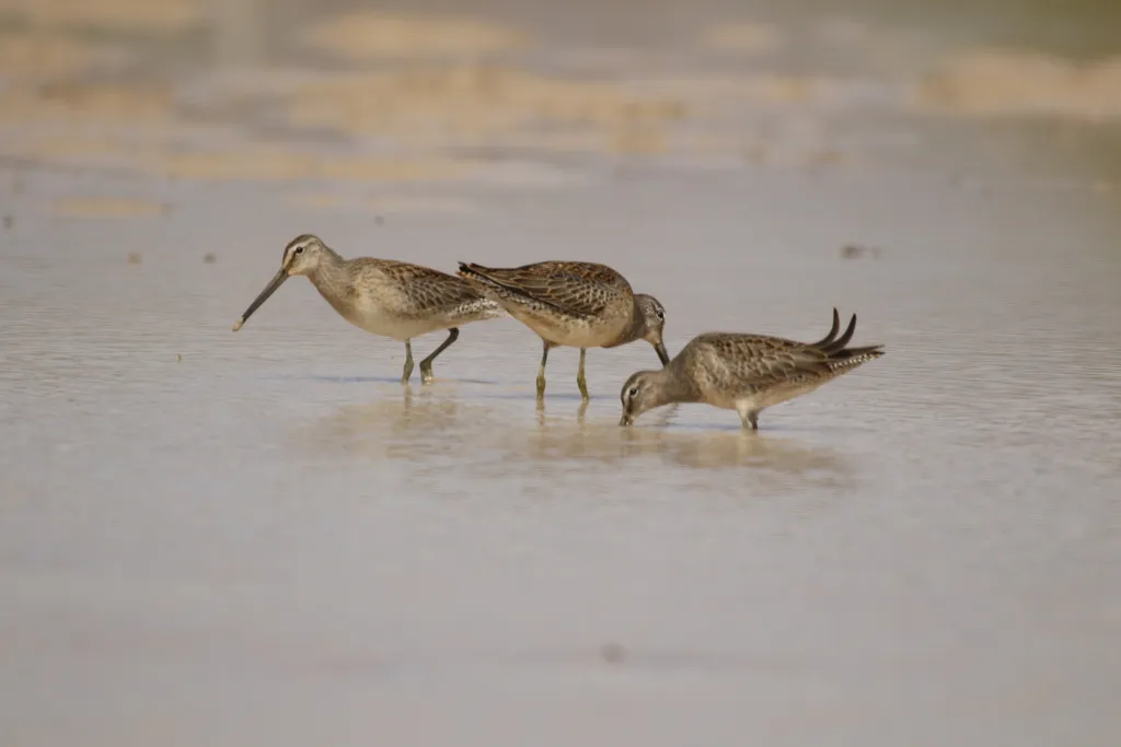 长嘴半蹼鹬(Limnodromus scolopaceus)