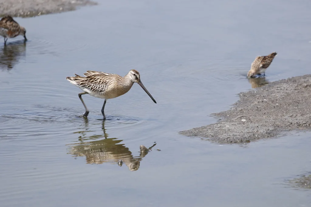 半蹼鹬(Limnodromus semipalmatus)