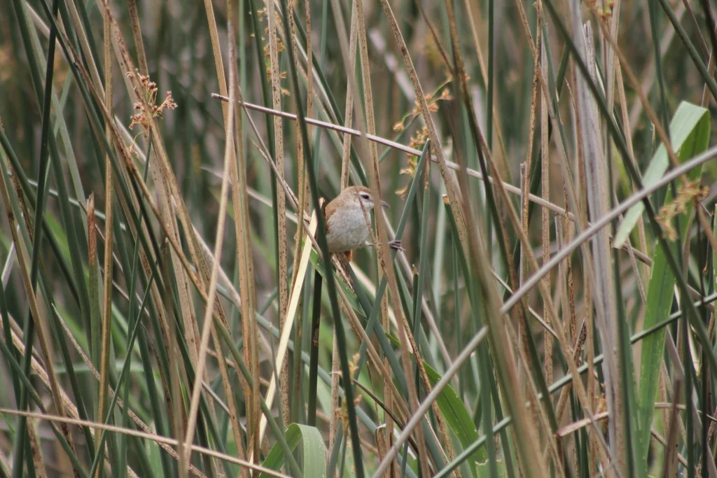 弯嘴芦雀(Limnornis curvirostris)