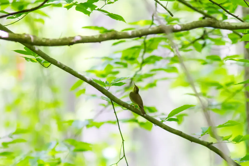 斯氏森莺(Limnothlypis swainsonii)