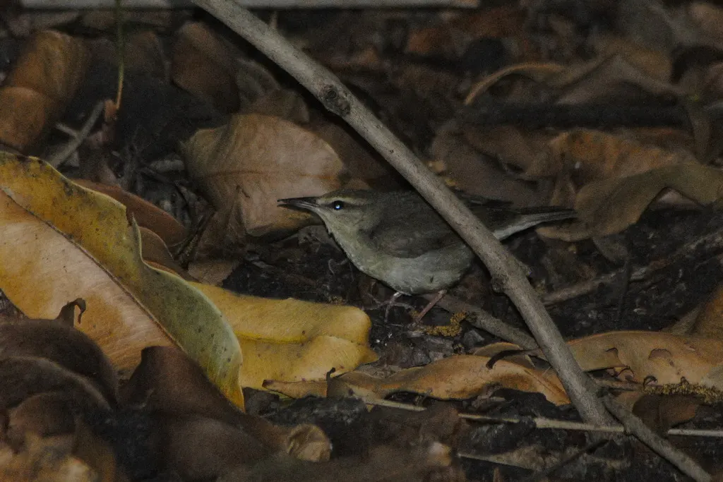 斯氏森莺(Limnothlypis swainsonii)