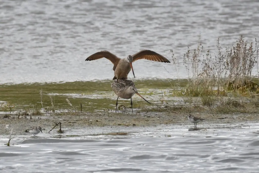 云斑塍鹬(Limosa fedoa)