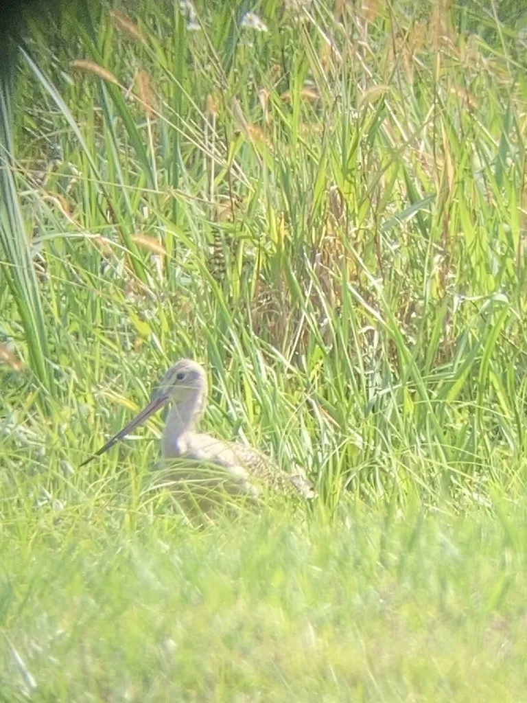 云斑塍鹬(Limosa fedoa)