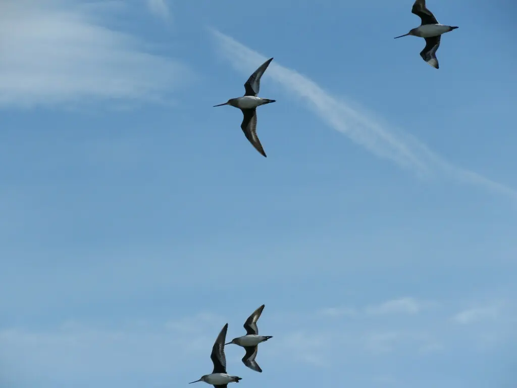 棕塍鹬(Limosa haemastica)