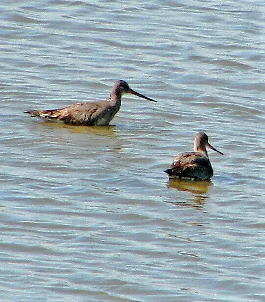 棕塍鹬(Limosa haemastica)