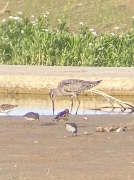 棕塍鹬(Limosa haemastica)