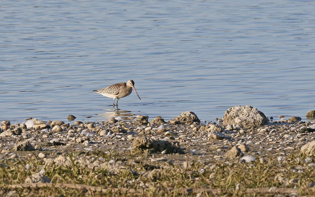 斑尾塍鹬(Limosa lapponica)