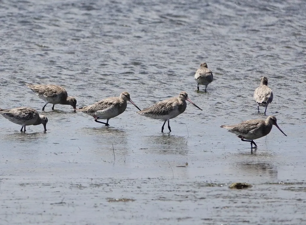 斑尾塍鹬(Limosa lapponica)