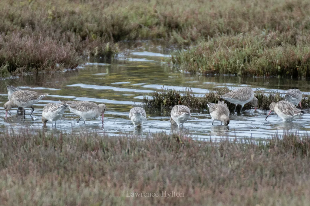 斑尾塍鹬(Limosa lapponica)