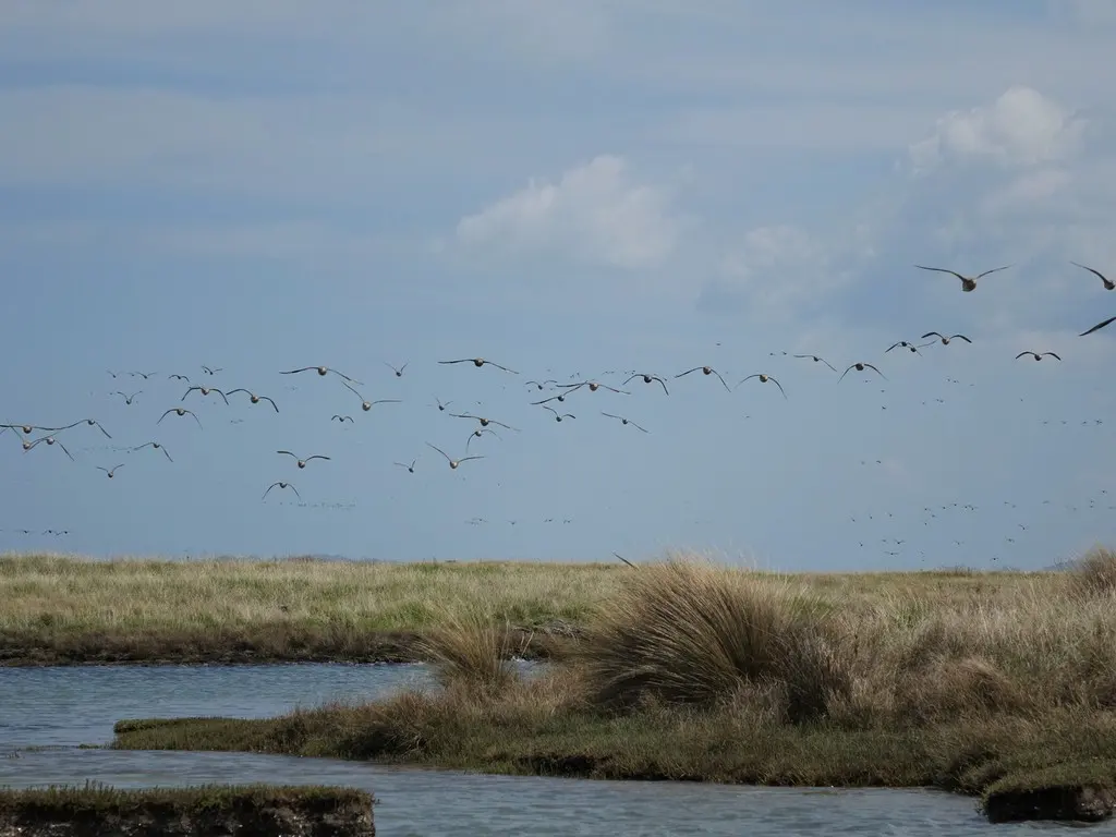 斑尾塍鹬(Limosa lapponica)