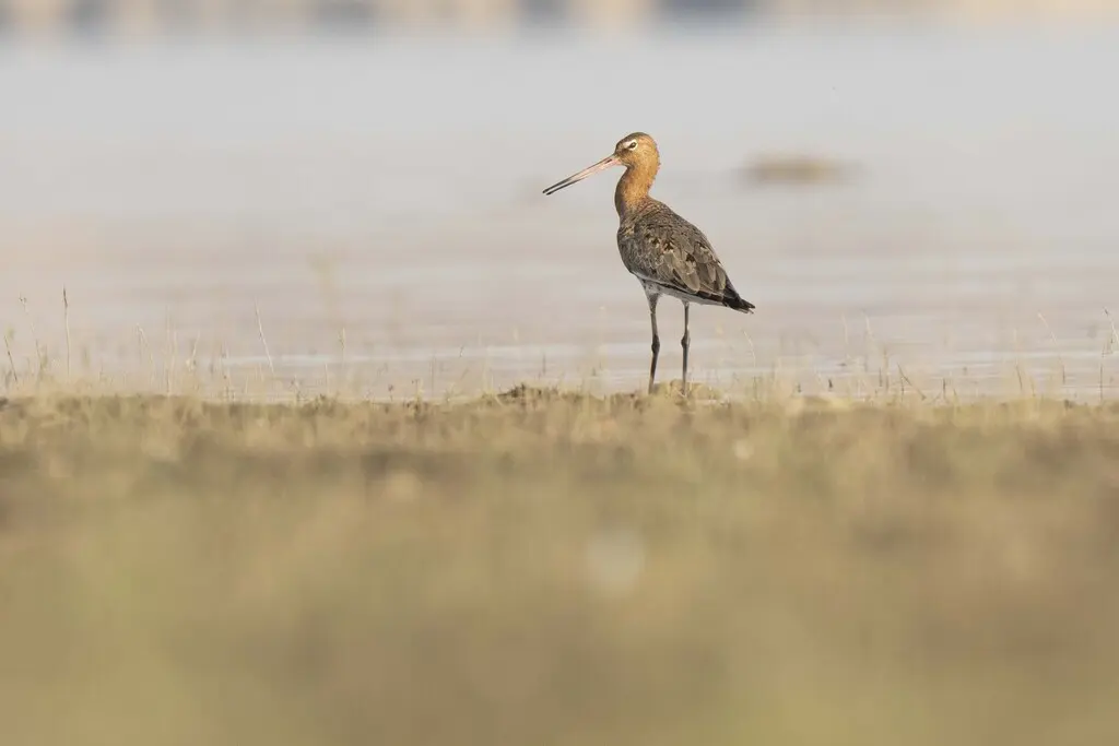 黑尾塍鹬(Limosa limosa)