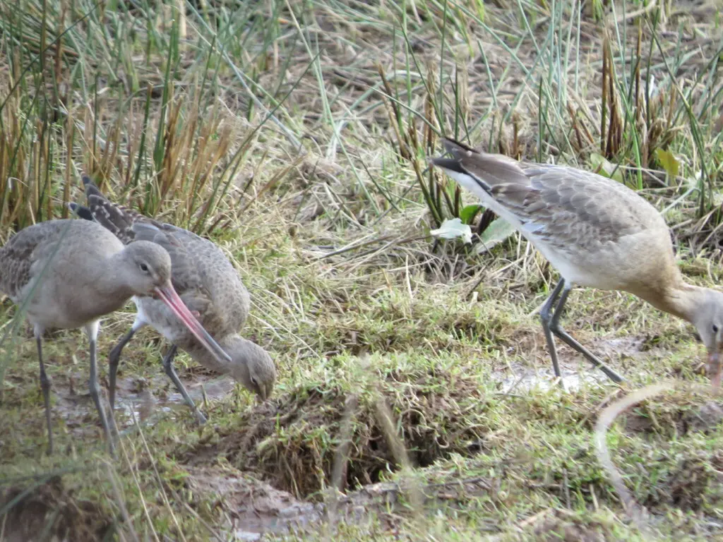 黑尾塍鹬(Limosa limosa)