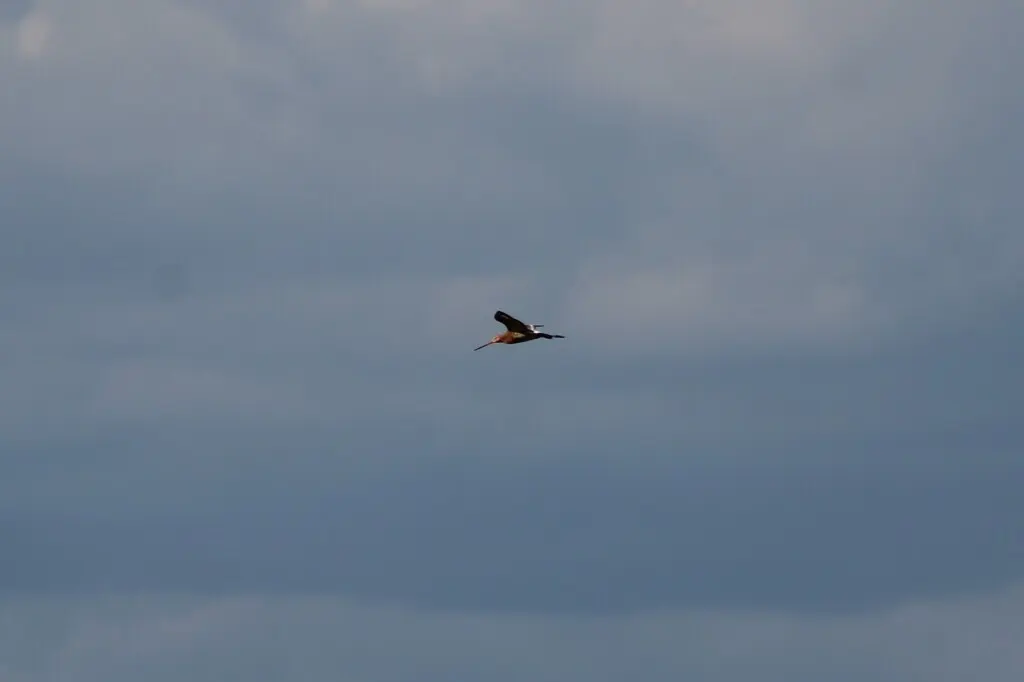 黑尾塍鹬(Limosa limosa)