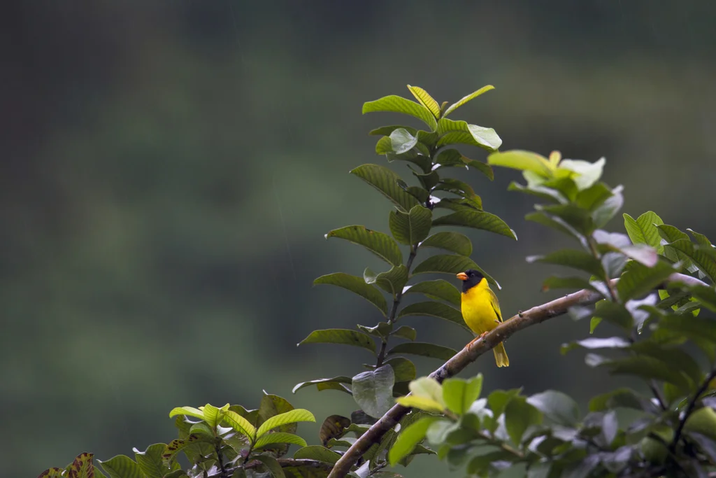鹂雀(Linurgus olivaceus)