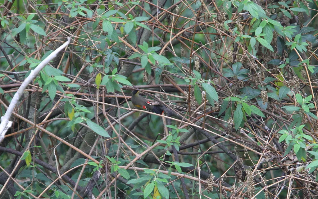 黑冠薮鹛(Liocichla bugunorum)