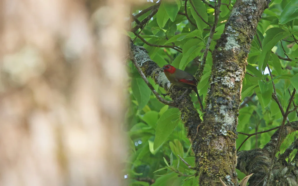 红翅薮鹛(Liocichla ripponi)