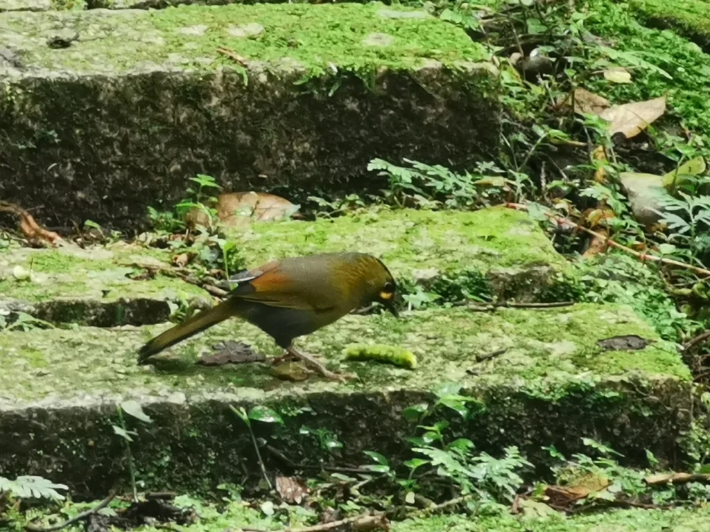 黄痣薮鹛(Liocichla steerii)