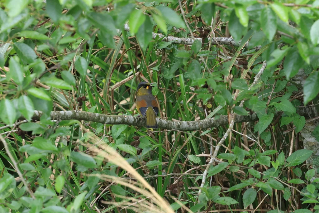 黄痣薮鹛(Liocichla steerii)