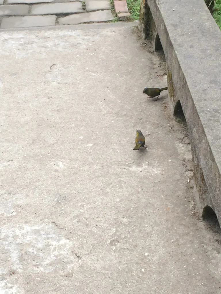 黄痣薮鹛(Liocichla steerii)