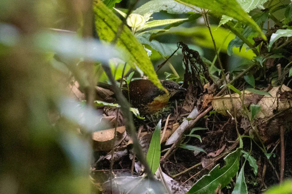 锈纹窜鸟(Liosceles thoracicus)