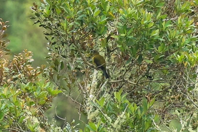 灰翅伞鸟（Lipaugus conditus）