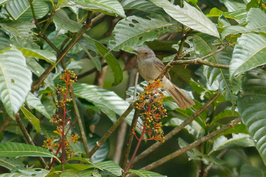 尖声伞鸟(Lipaugus vociferans)