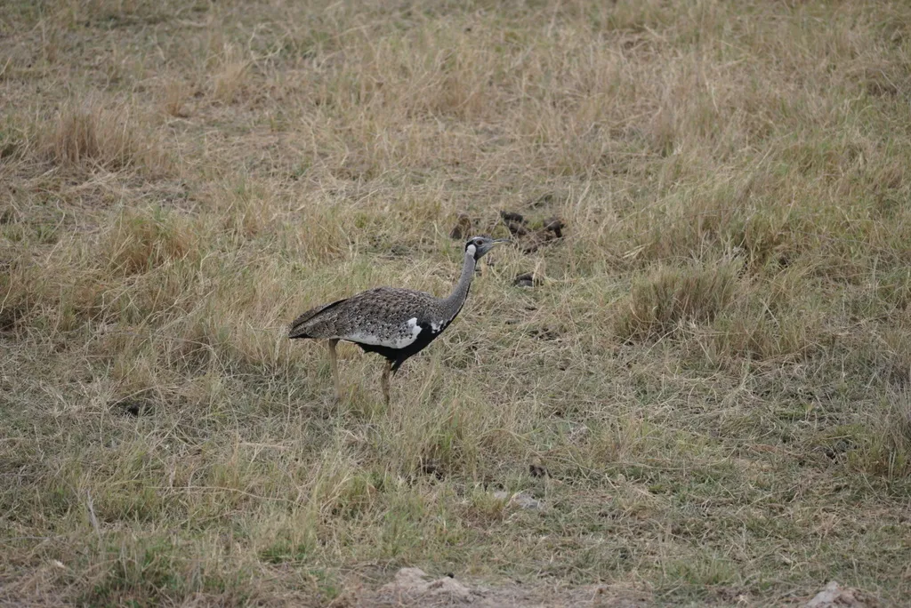 灰黑腹鸨（Lissotis hartlaubii）