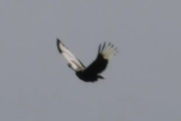 褐黑腹鸨(Lissotis melanogaster)